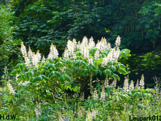 Leijpark013 8 &amp; 9 &amp; 10 &amp; 11 juli 2023 