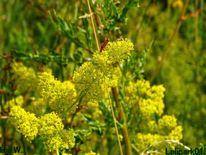 Leijpark013 8 &amp; 9 &amp; 10 &amp; 11 juli 2023 