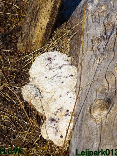 Leijpark013 8 &amp; 9 &amp; 10 &amp; 11 juli 2023 