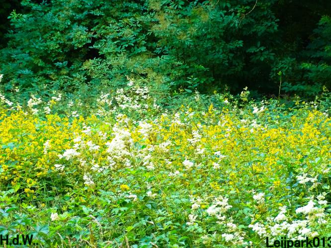 Leijpark013 8 &amp; 9 &amp; 10 &amp; 11 juli 2023 