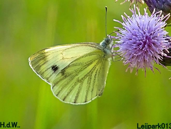 Leijpark013  12 &amp; 13 &amp; 14 &amp; 15 juli 2023 