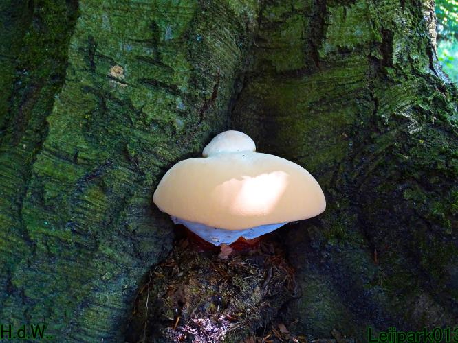 Leijpark013  12 &amp; 13 &amp; 14 &amp; 15 juli 2023 