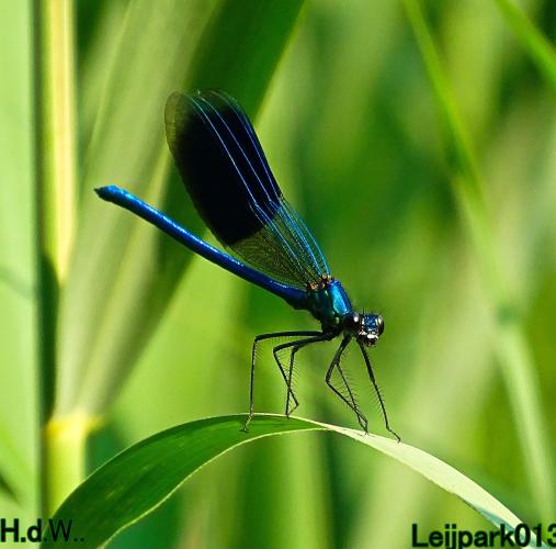 Leijpark013  12 &amp; 13 &amp; 14 &amp; 15 juli 2023 