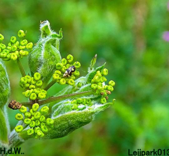 Leijpark013  12 &amp; 13 &amp; 14 &amp; 15 juli 2023 