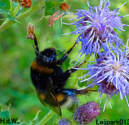 Leijpark013  12 &amp; 13 &amp; 14 &amp; 15 juli 2023 