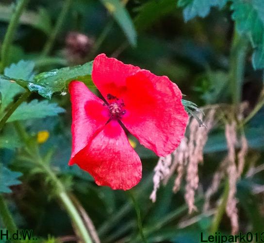 Leijpark013  12 &amp; 13 &amp; 14 &amp; 15 juli 2023 