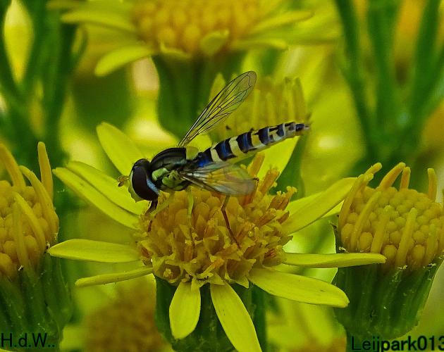 Leijpark013  12 &amp; 13 &amp; 14 &amp; 15 juli 2023 