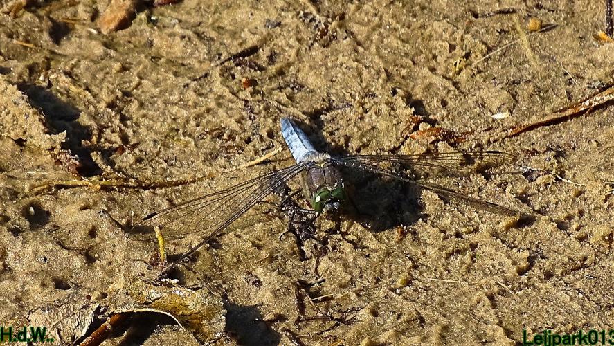 Leijpark013  12 &amp; 13 &amp; 14 &amp; 15 juli 2023 