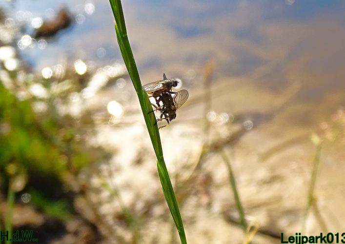 Leijpark013  12 &amp; 13 &amp; 14 &amp; 15 juli 2023 