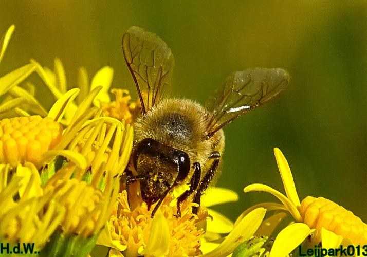 Leijpark013  12 &amp; 13 &amp; 14 &amp; 15 juli 2023 