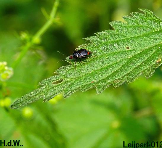 Leijpark013  12 &amp; 13 &amp; 14 &amp; 15 juli 2023 