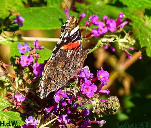 Leijpark013  12 &amp; 13 &amp; 14 &amp; 15 juli 2023 