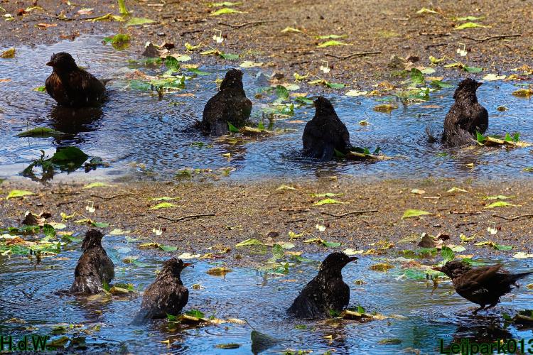 Leijpark013  12 &amp; 13 &amp; 14 &amp; 15 juli 2023 