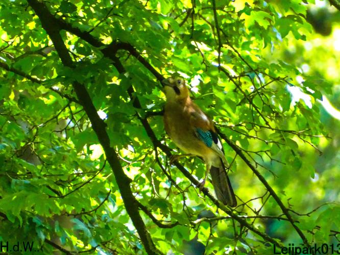 Leijpark013  12 &amp; 13 &amp; 14 &amp; 15 juli 2023 