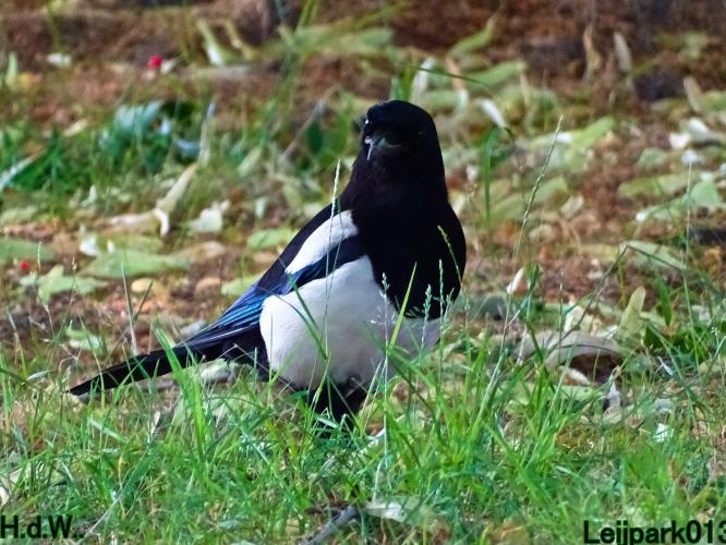 Leijpark013  12 &amp; 13 &amp; 14 &amp; 15 juli 2023 