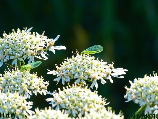 Leijpark013  12 &amp; 13 &amp; 14 &amp; 15 juli 2023 