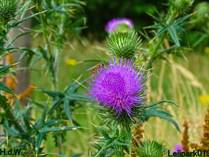 Leijpark013  12 &amp; 13 &amp; 14 &amp; 15 juli 2023 