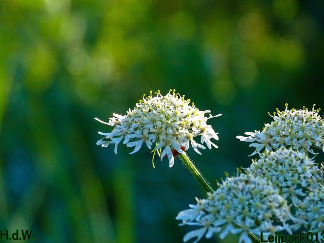 Leijpark013  12 &amp; 13 &amp; 14 &amp; 15 juli 2023 