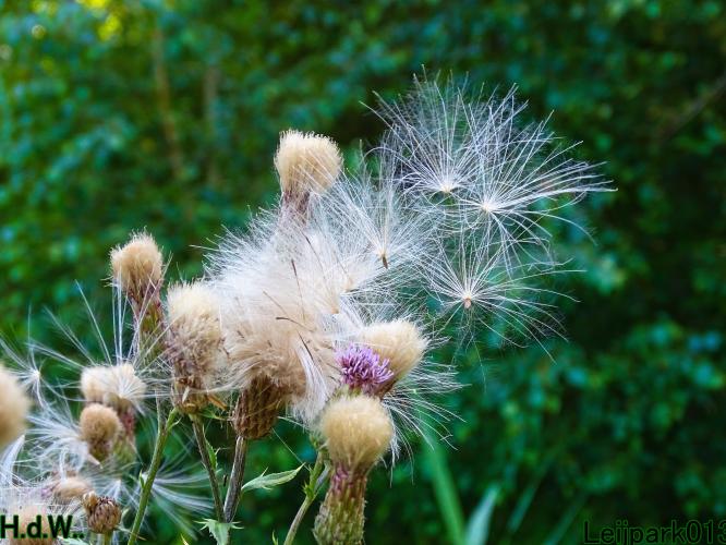 Leijpark013  12 &amp; 13 &amp; 14 &amp; 15 juli 2023 