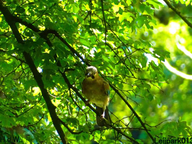 Leijpark013  12 &amp; 13 &amp; 14 &amp; 15 juli 2023 