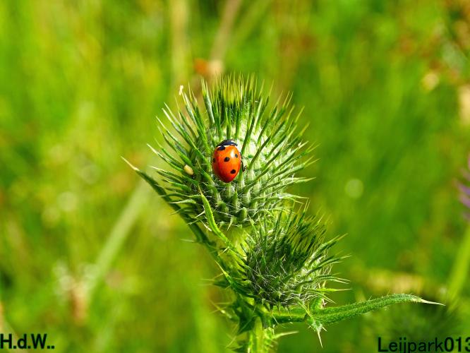 Leijpark013  12 &amp; 13 &amp; 14 &amp; 15 juli 2023 