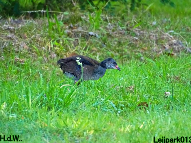 Leijpark013  12 &amp; 13 &amp; 14 &amp; 15 juli 2023 