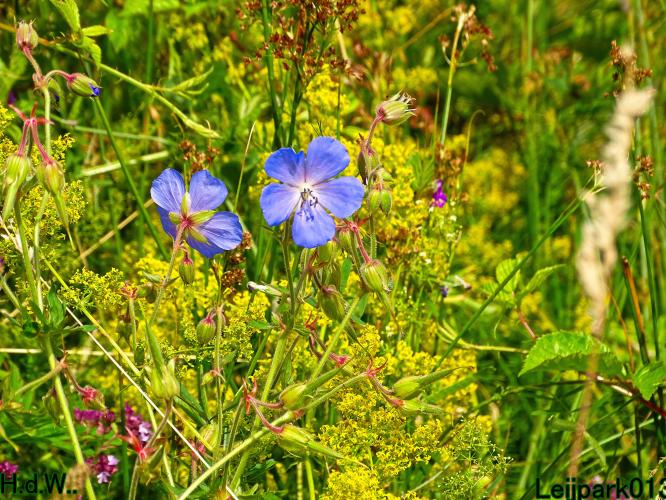 Leijpark013  12 &amp; 13 &amp; 14 &amp; 15 juli 2023 