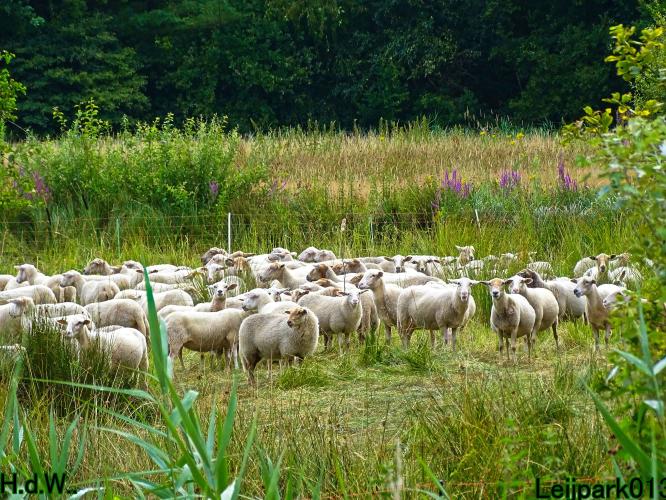 Leijpark013  12 &amp; 13 &amp; 14 &amp; 15 juli 2023 