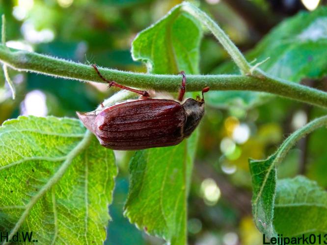 Leijpark013  Meikever 