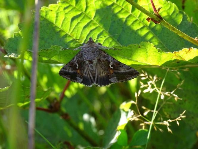 Leijpark013 Gamma uil 