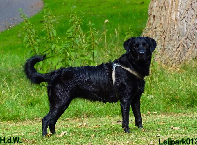 Leijpark013 Beestenboel 19 juli 2023 