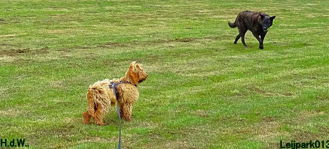 Leijpark013 Beestenboel 19 juli 2023 