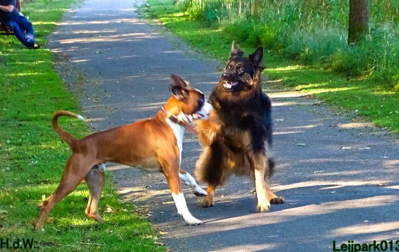 Leijpark013 Beestenboel 19 juli 2023 