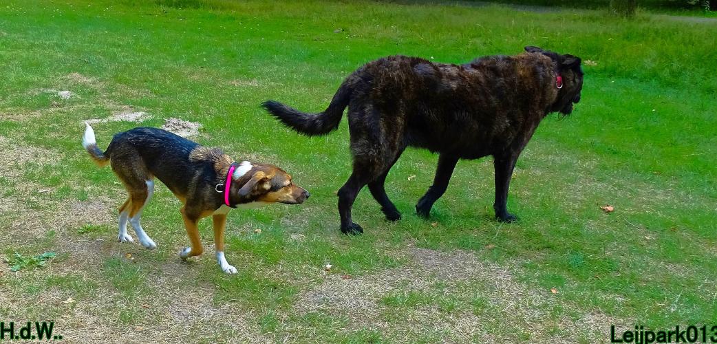 Leijpark013 Beestenboel 19 juli 2023 