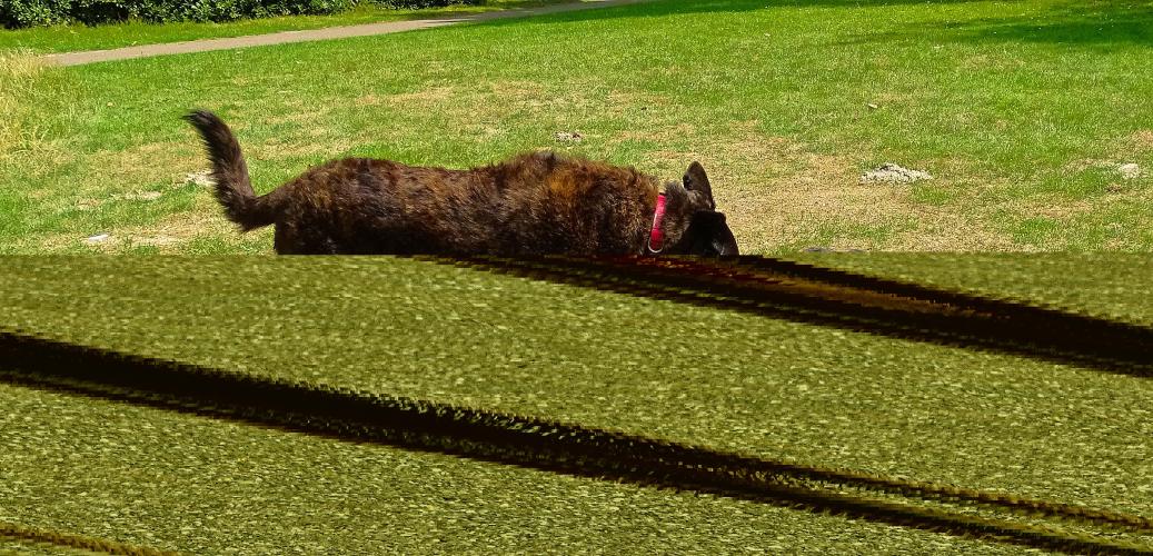 Leijpark013 Beestenboel 19 juli 2023 