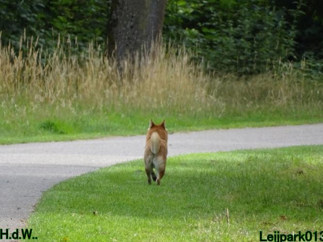 Leijpark013 Beestenboel 19 juli 2023 