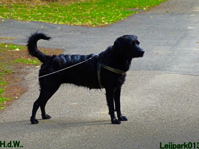 Leijpark013 Beestenboel 19 juli 2023 