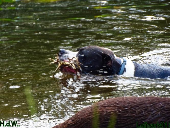 Leijpark013 Beestenboel 19 juli 2023 