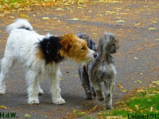 Leijpark013 Beestenboel 19 juli 2023 
