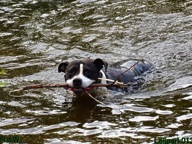 Leijpark013 Beestenboel 19 juli 2023 