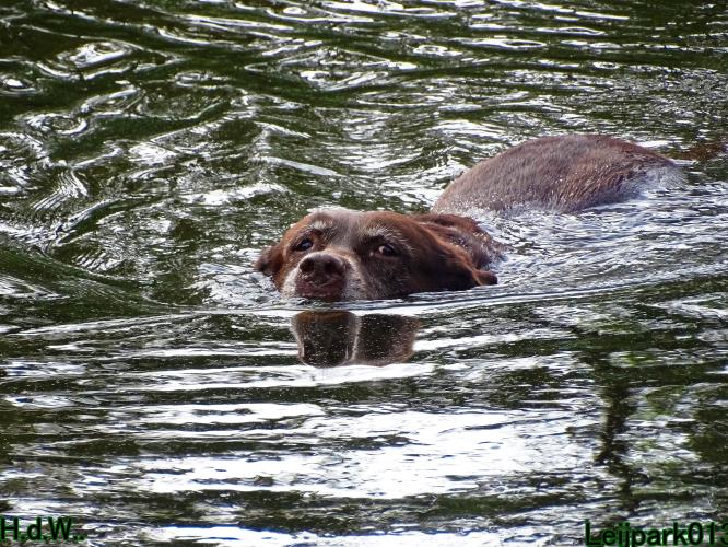 Leijpark013 Beestenboel 19 juli 2023 