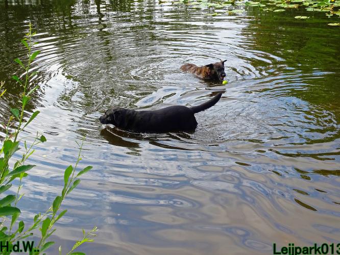 Leijpark013 Beestenboel 19 juli 2023 
