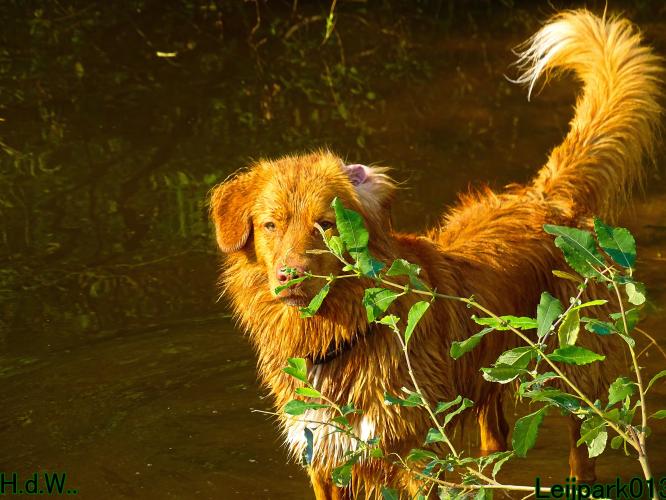 Leijpark013 Beestenboel 19 juli 2023 