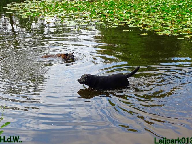 Leijpark013 Beestenboel 19 juli 2023 
