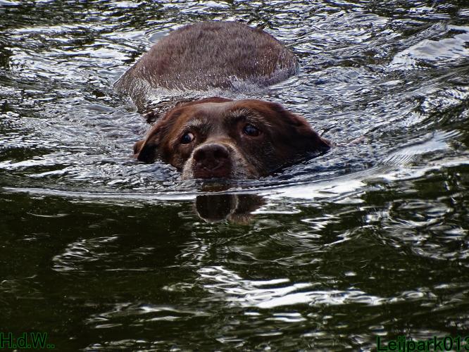 Leijpark013 Beestenboel 19 juli 2023 