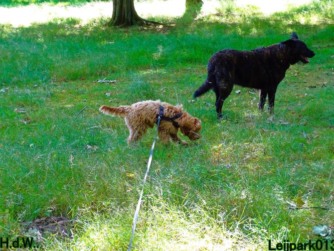 Leijpark013 Beestenboel 19 juli 2023 