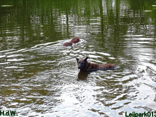 Leijpark013 Beestenboel 19 juli 2023 