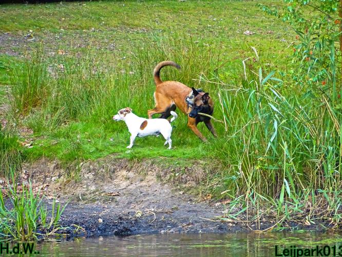 Leijpark013 Beestenboel 19 juli 2023 