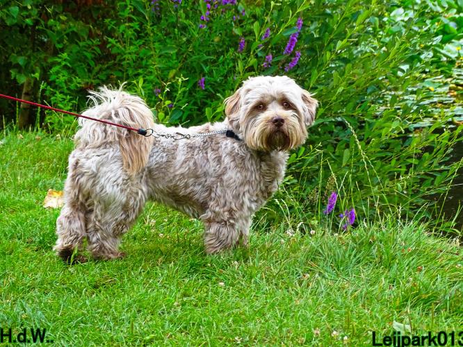 Leijpark013 Beestenboel 19 juli 2023 