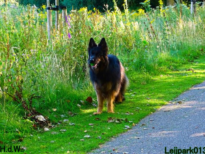 Leijpark013 Beestenboel 19 juli 2023 